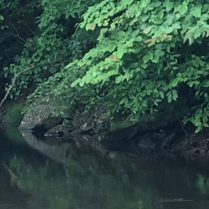 Meet your Posher, Misty